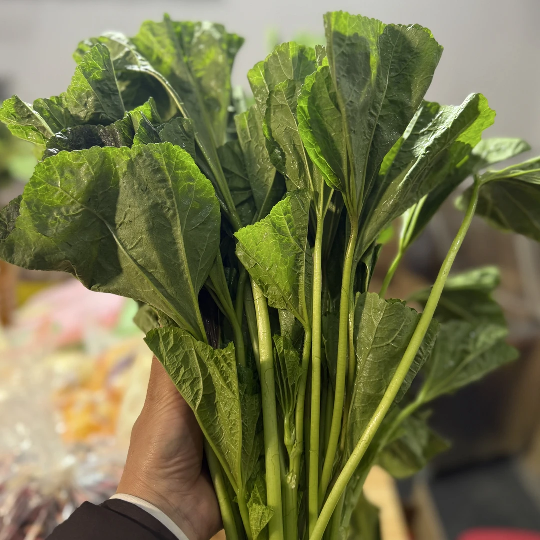 农家蕨菜青菜冬寒菜洋白菜