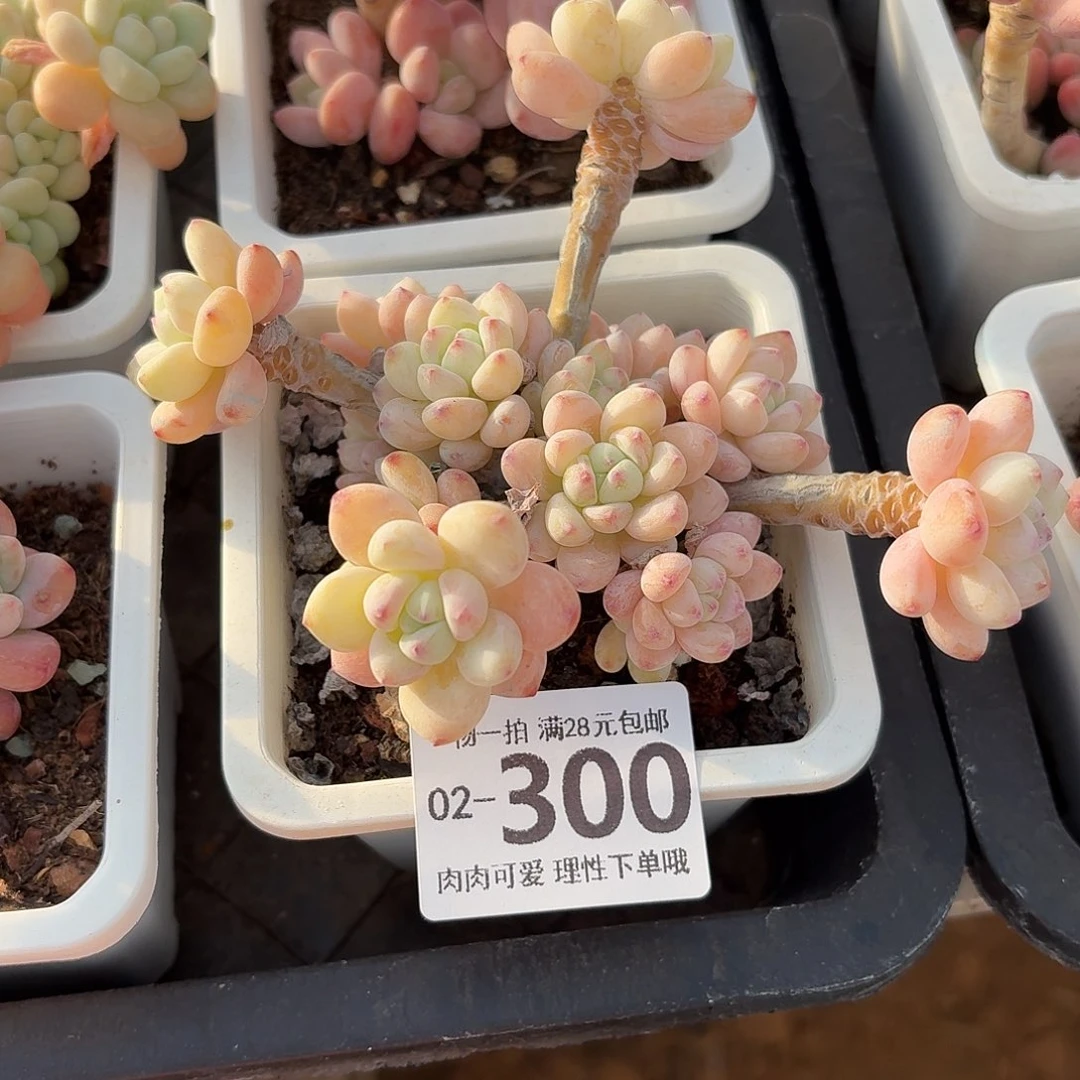 樱花罗琦无盆土发货无