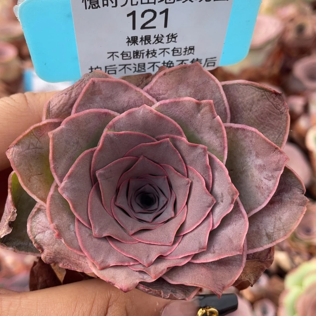 山地玫瑰121裸根发货不售后