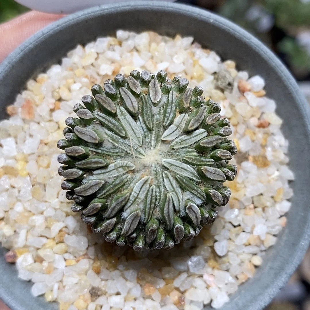 实生精巧丸189号3.3cm