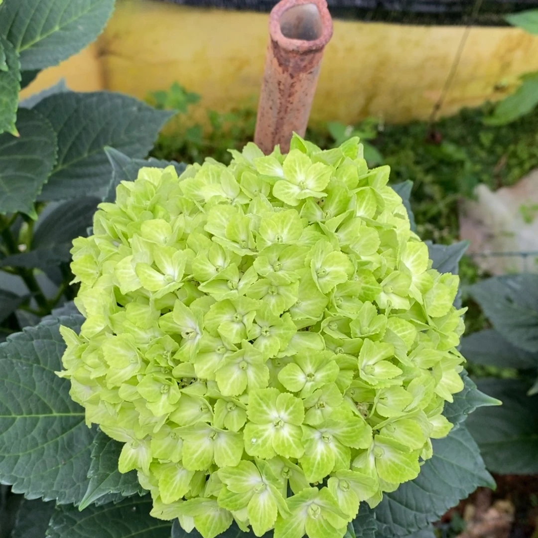 108号绣球/有色差介意勿拍/3单冷链包邮/偏远补运费发德邦