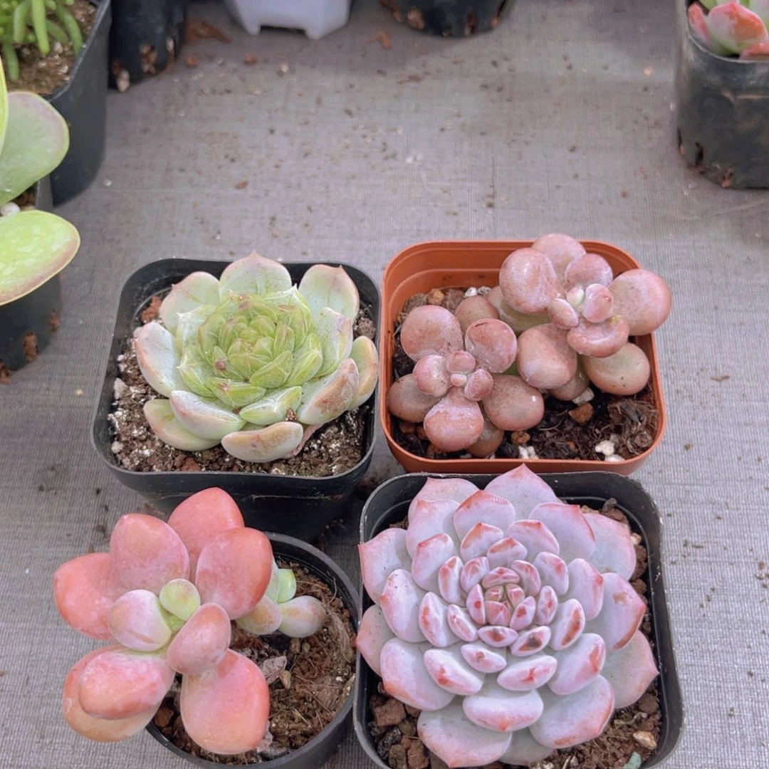 五彩缤纷。颜色亮丽