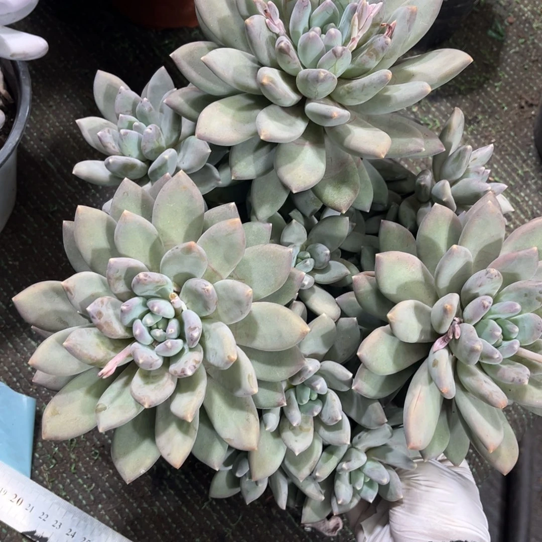 609星空美人多肉植物……