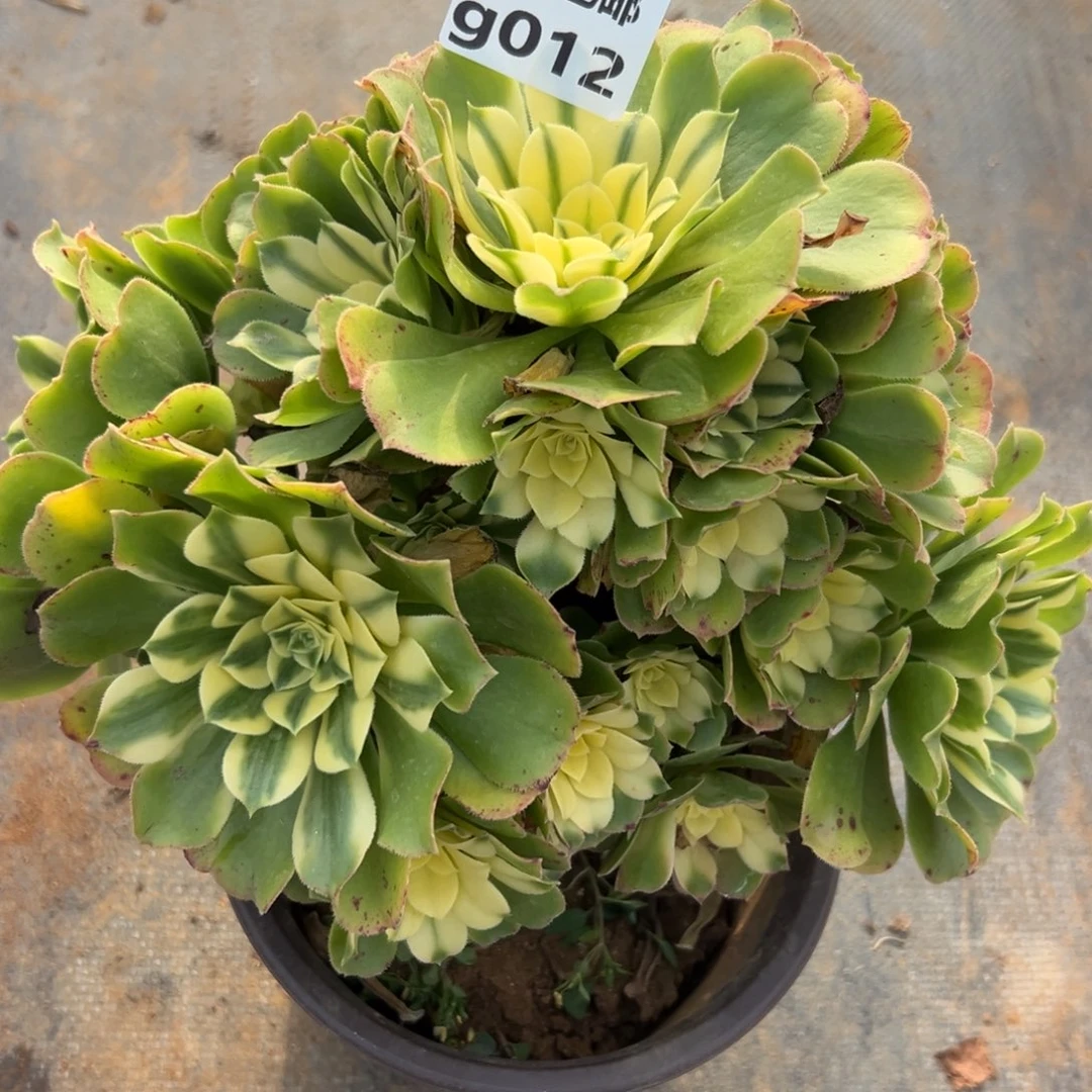 012新尼亚，满20包邮嘟叮熊