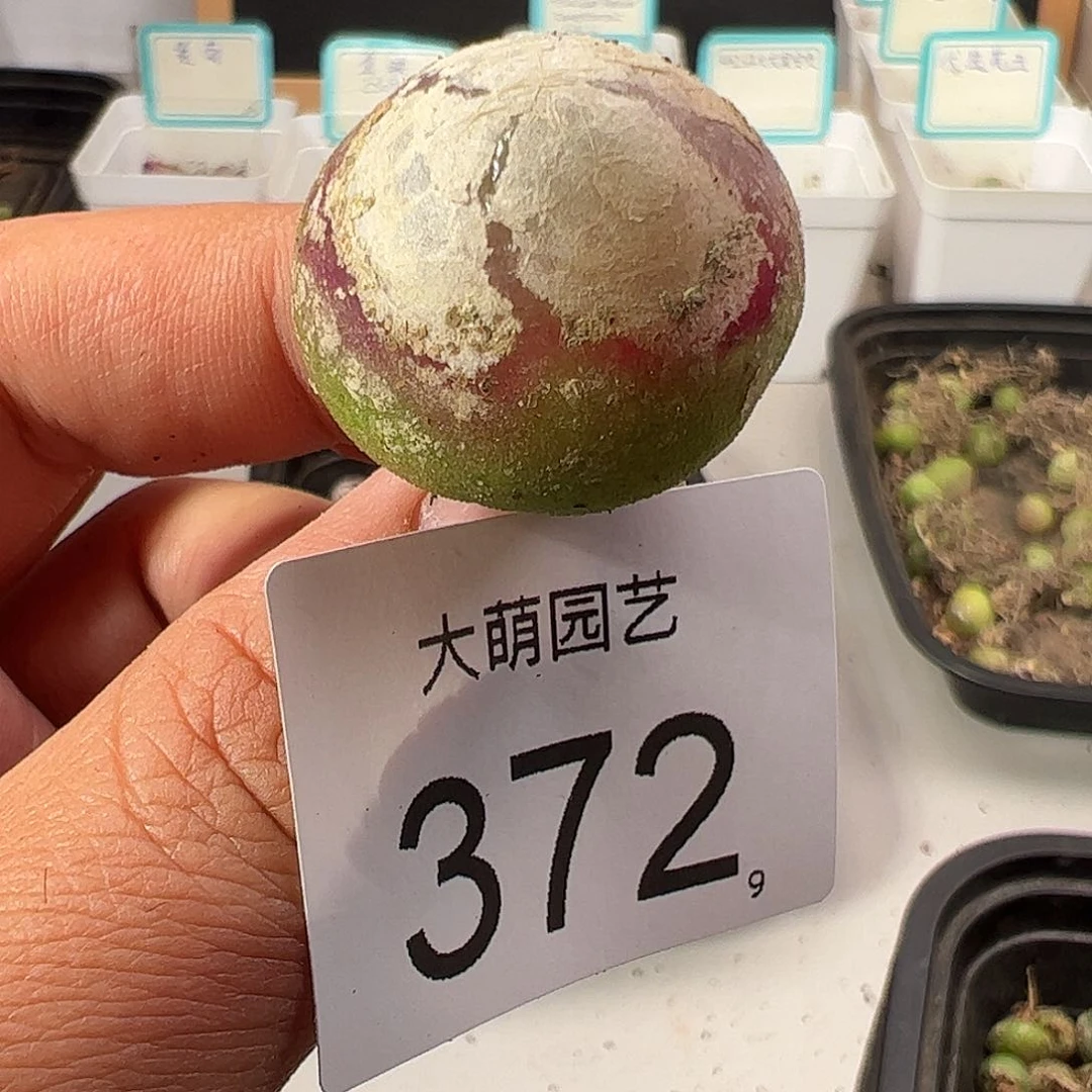 0000372 一物一拍……