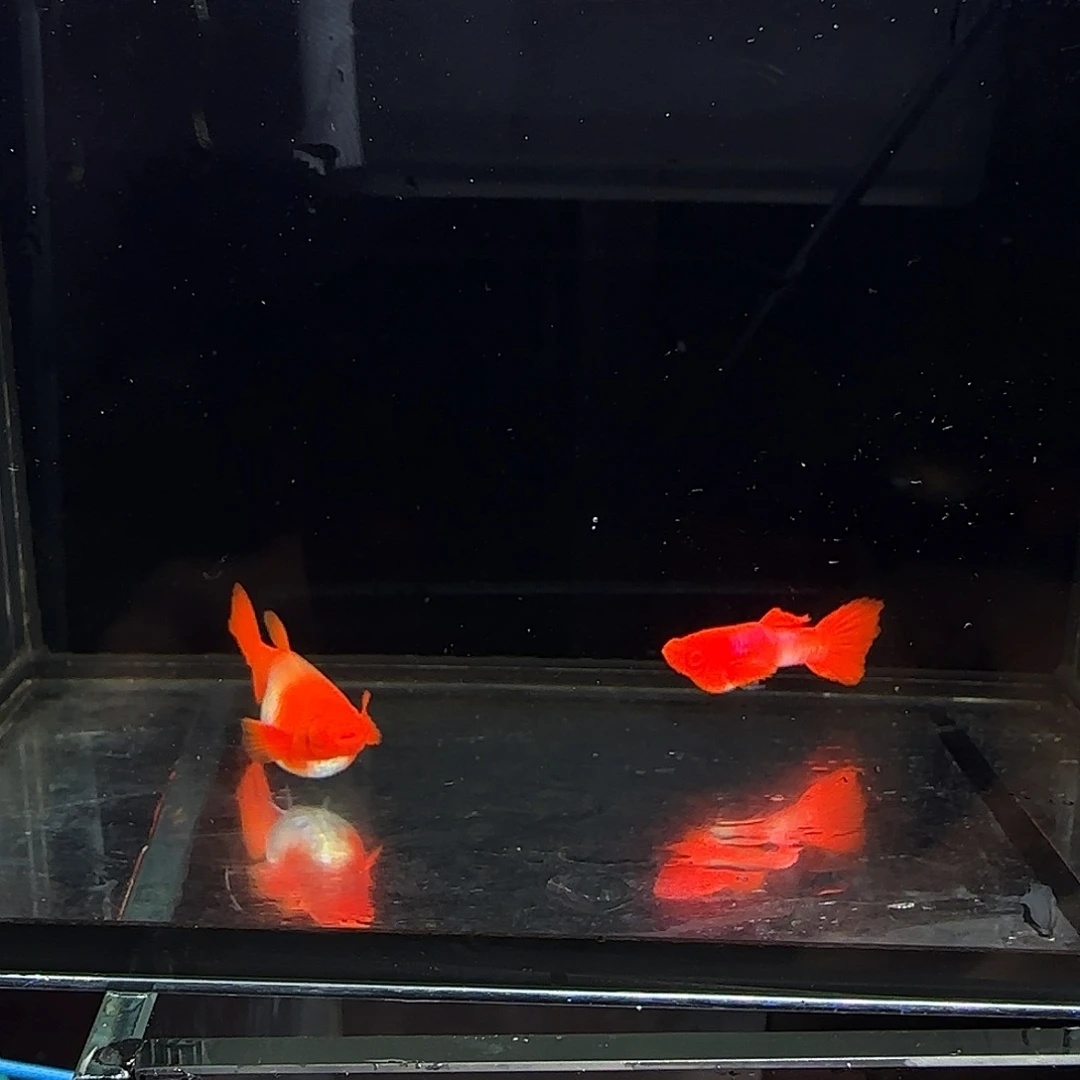 孔雀鱼双分水一对