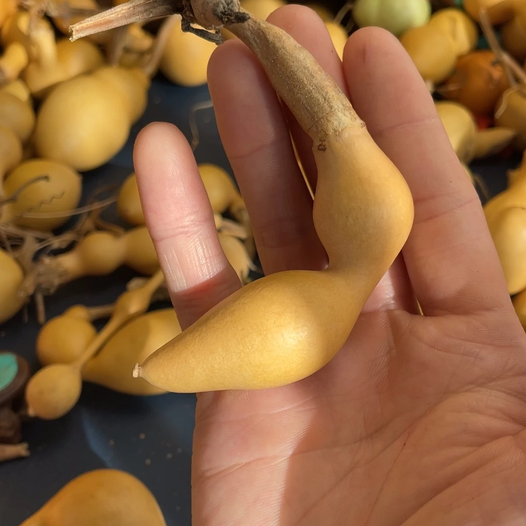 一***地大叶紫檀（黑酸枝木类）