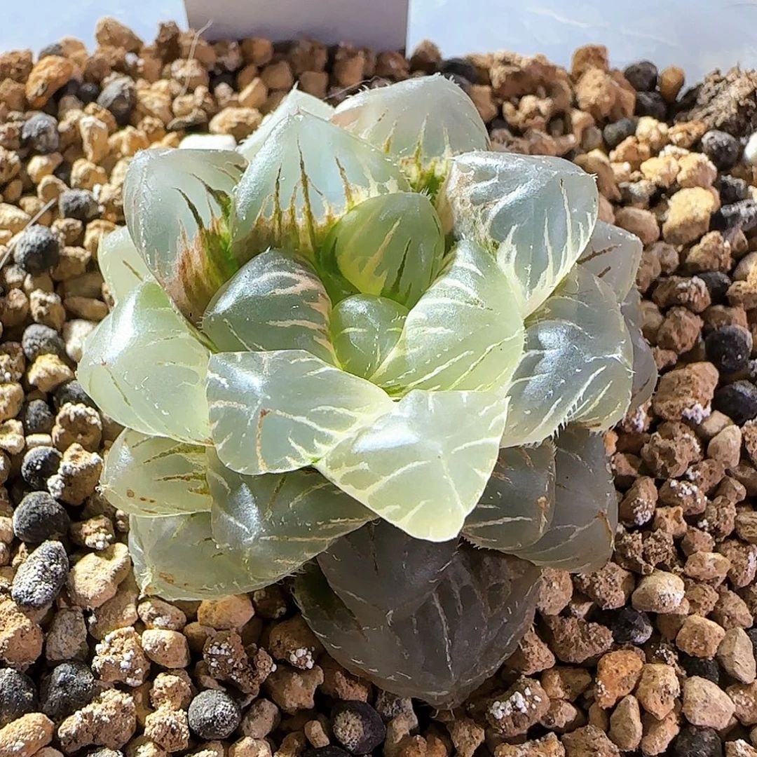 313号实生玉露锦一物一拍带盆土