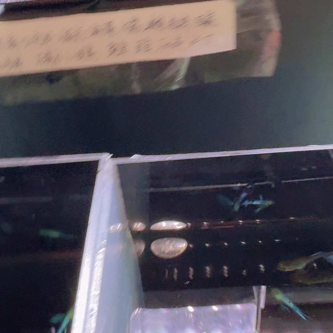 孔雀鱼蓝白飞船一对