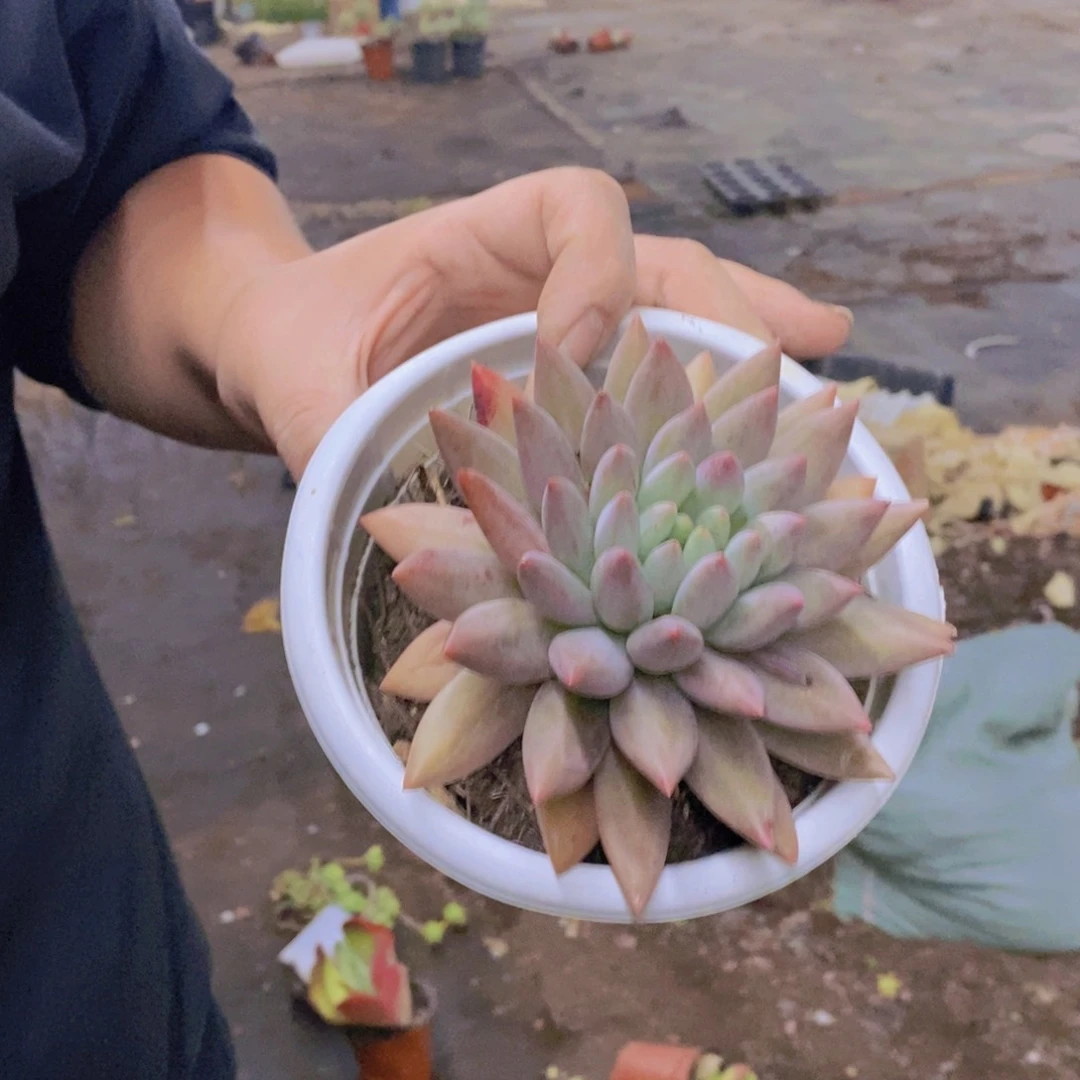 红蜻蜓大单头老桩