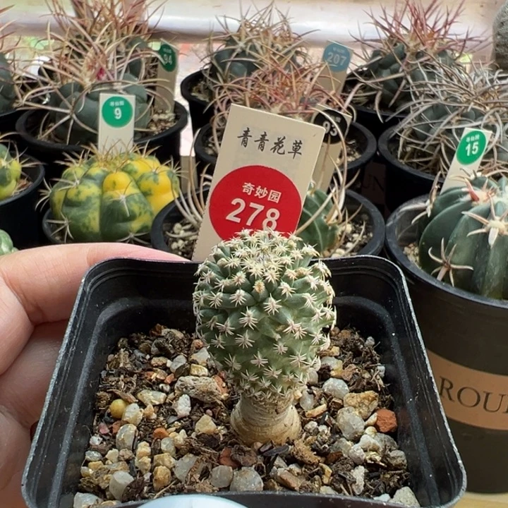 实生海胆娇丽2.4cm