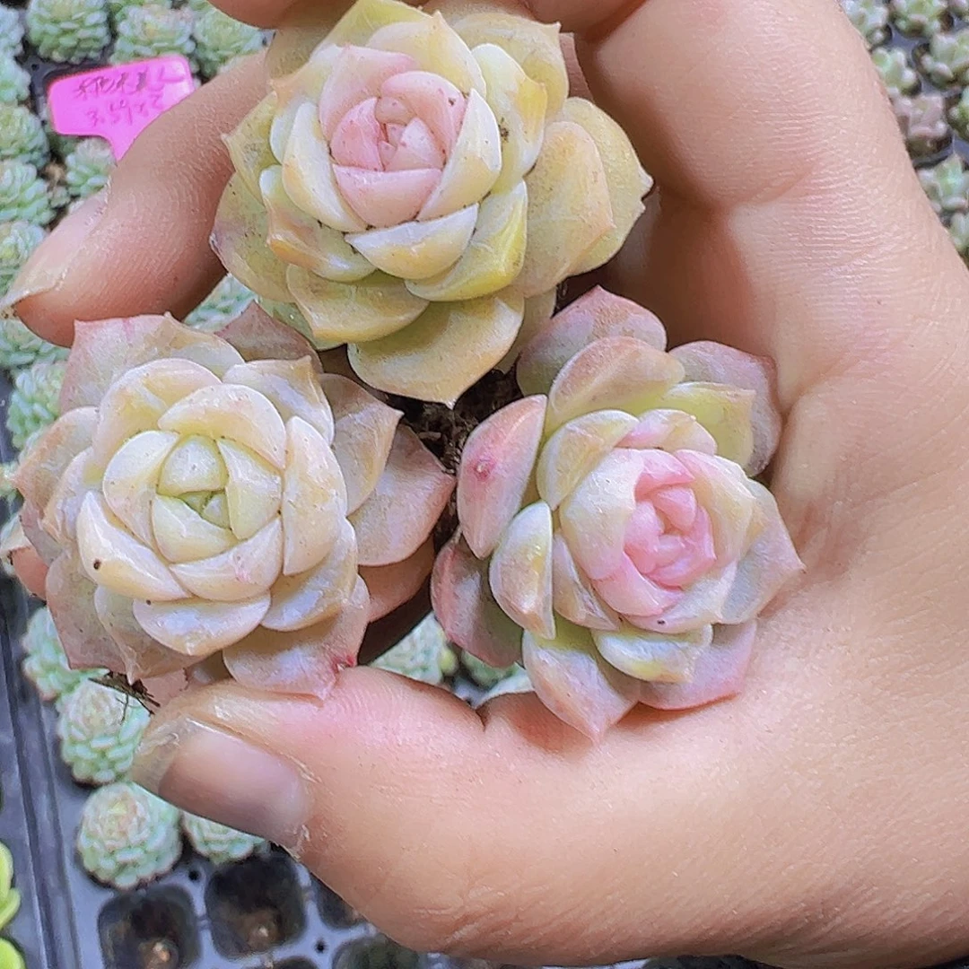 仙女粉冰魄3个19包邮多肉