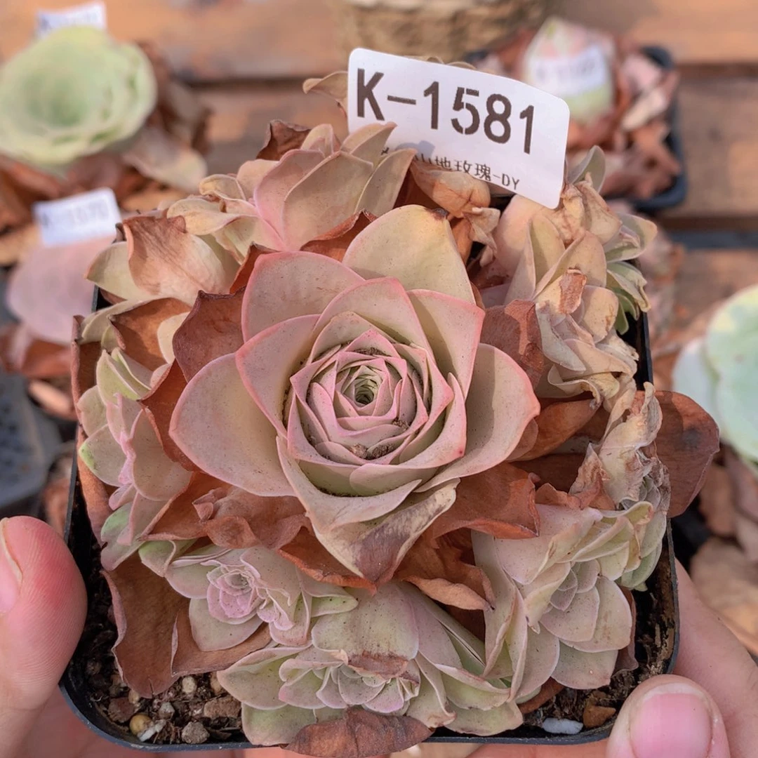 1581会掉侧芽不售后