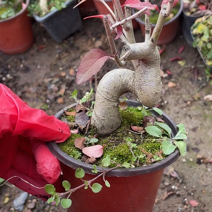 睿***曦无花朵25菊花菊花家花花