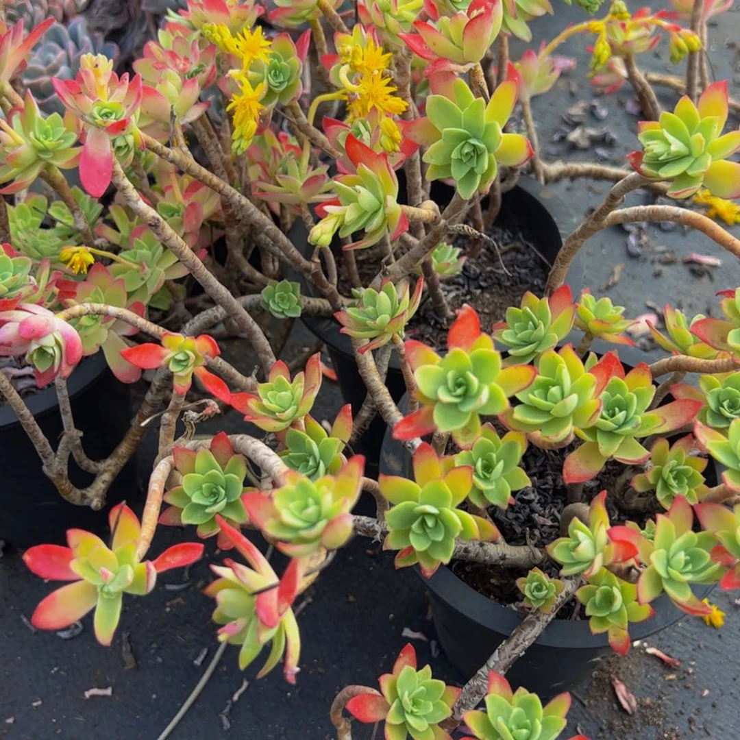 清扬薄化妆两盆多肉