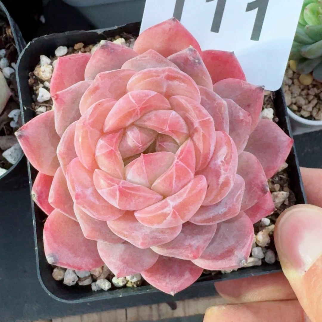 粉魄         精品多肉