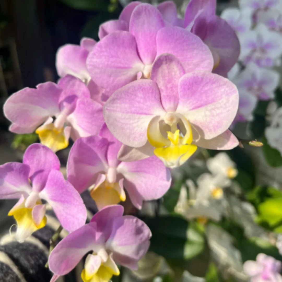 【超群2224彩霞蝴蝶兰】带花苞带花兰花花卉室内盆栽