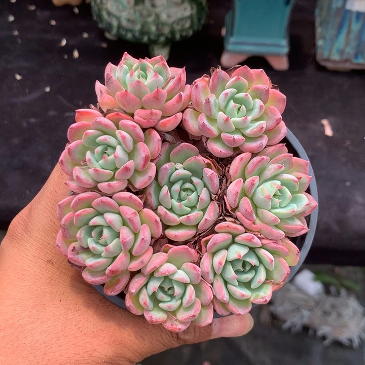 我们就像这只蝴蝶飞