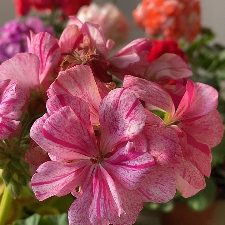 当前无花栽培后可以开花蜡染舞群