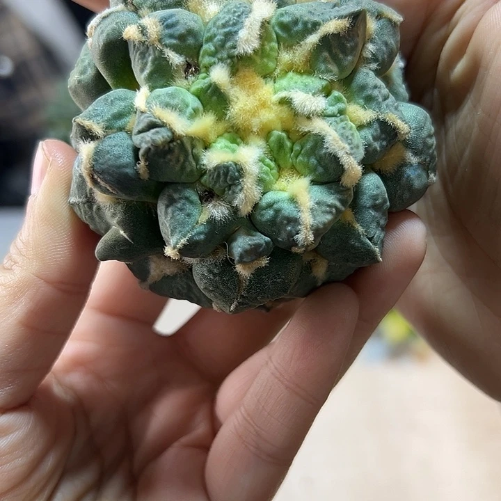 4号苗接蛋怒带叉6.9公分无根