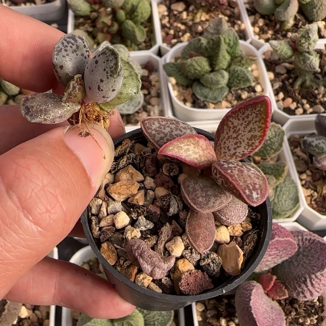 大*鱼水泡多肉组合多肉植物