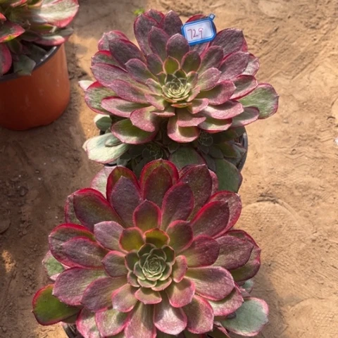 729多肉植物组合