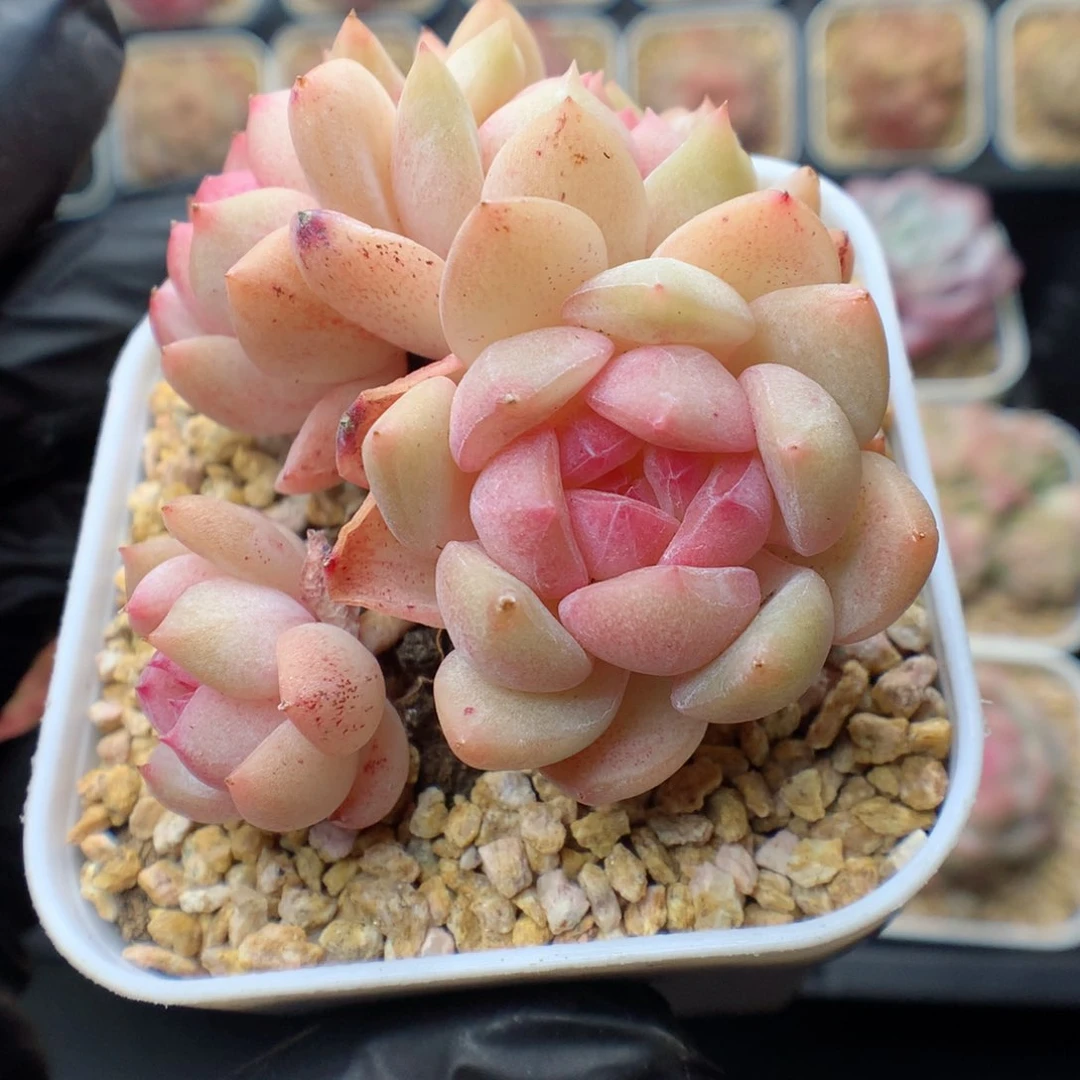 多肉植物。 糖心37