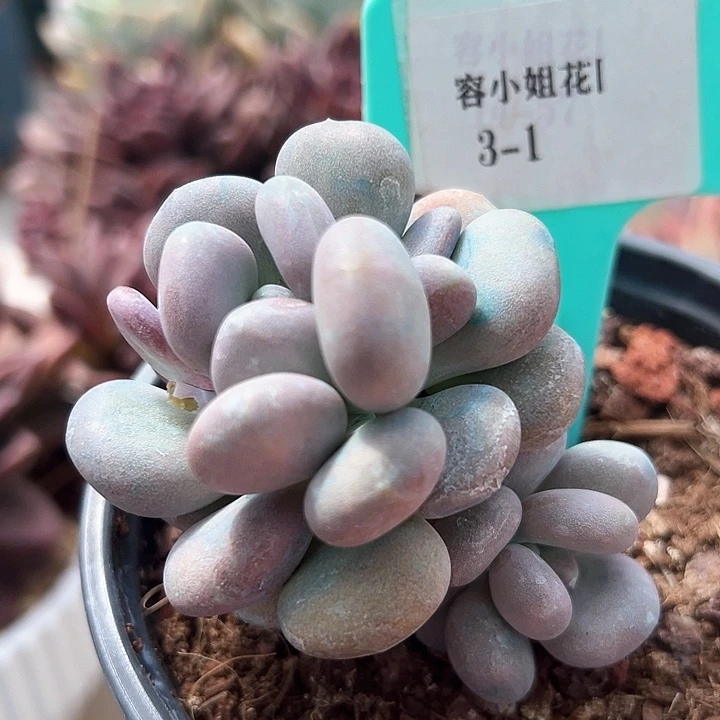 3.1月美人一个脱土