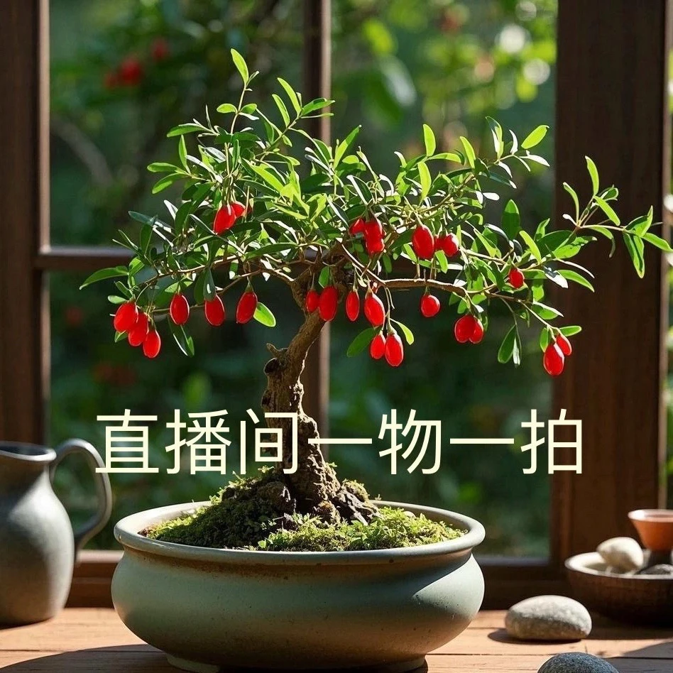 【一物一拍】枸杞盆景老桩绿植挂果开花结果庭院阳台观赏食用植物