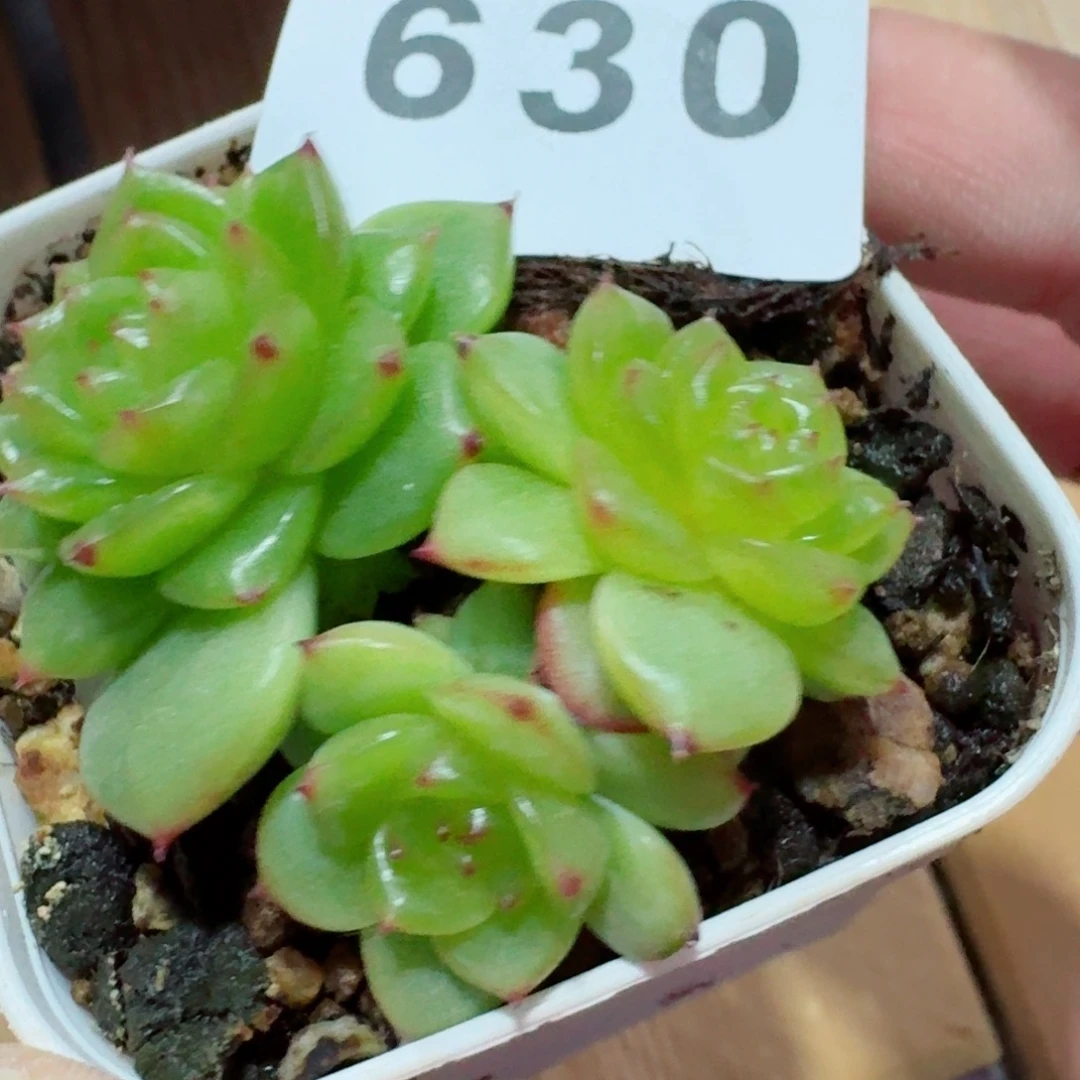 玉芷珍妮            精美多肉植物