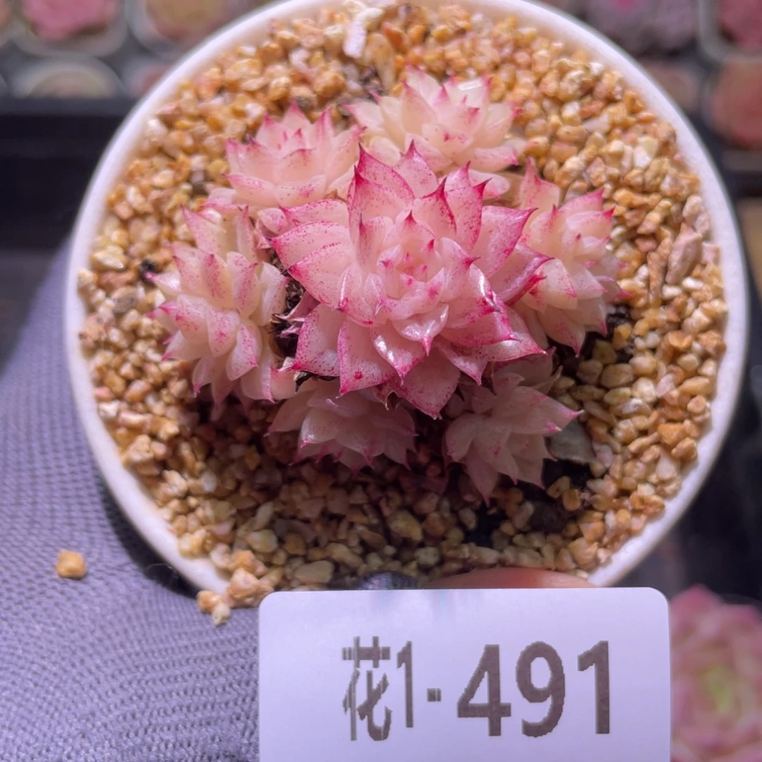 花利美1-491麦秆群