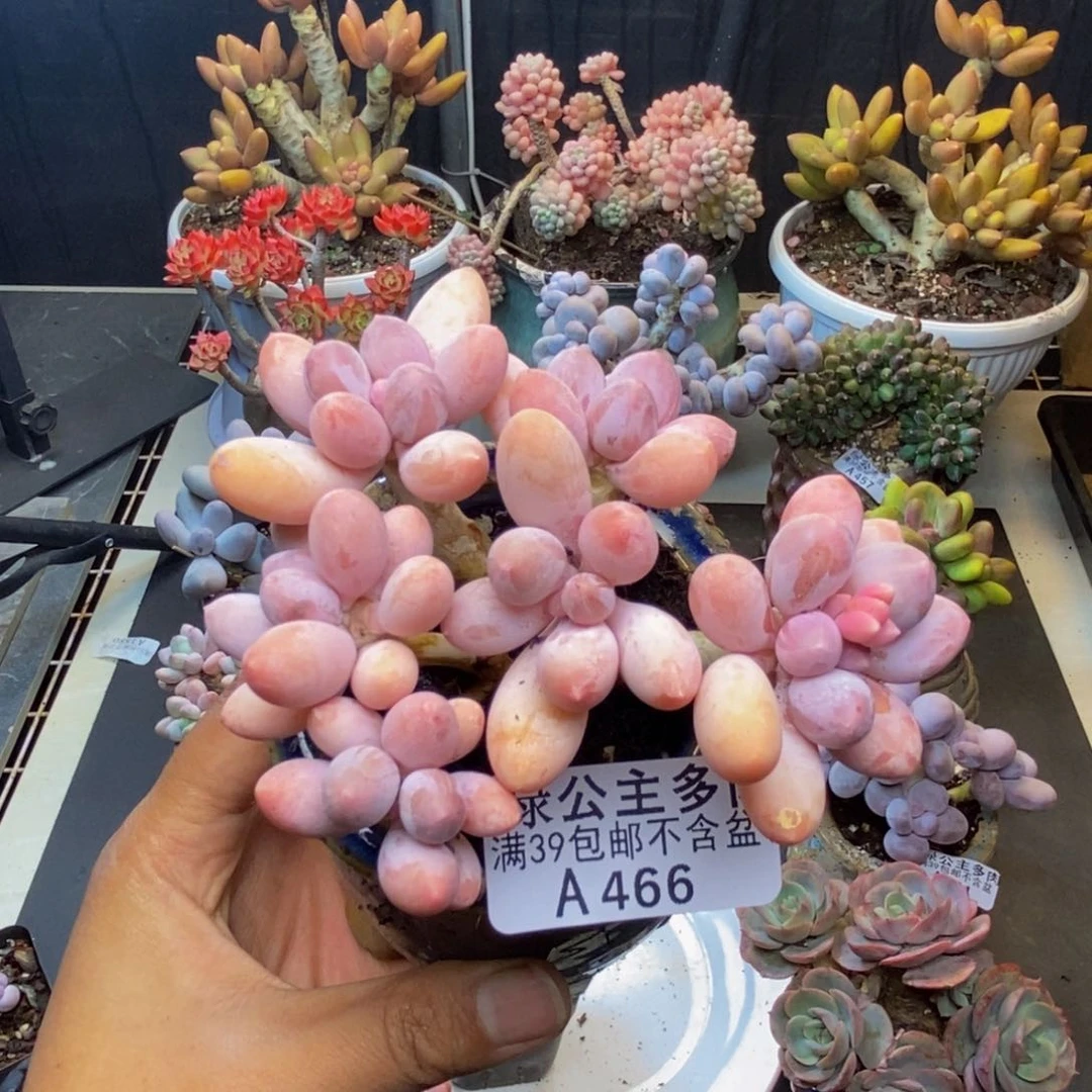 466香水手指奶多肉8c ma