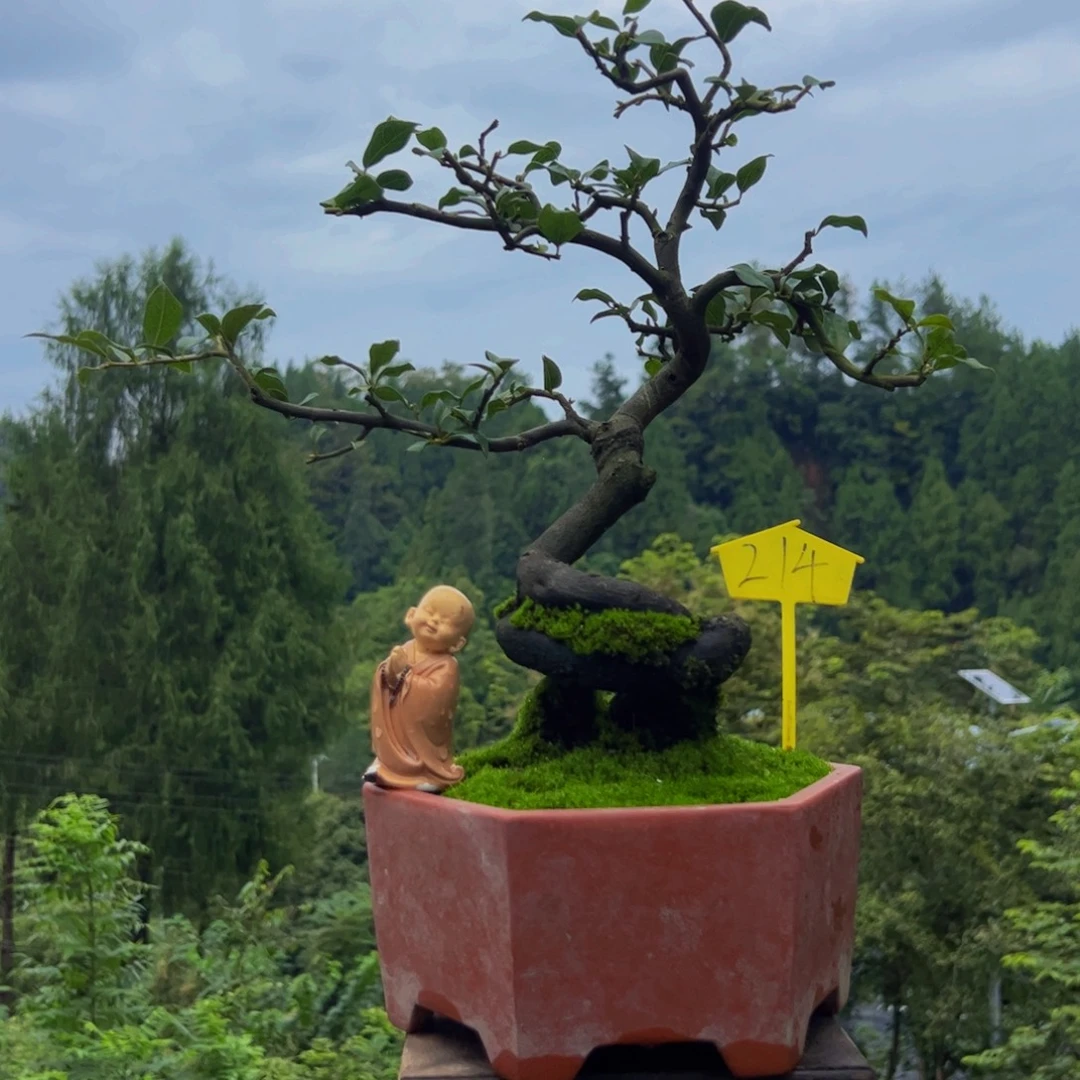 完全开放景弹子盆景一物一拍