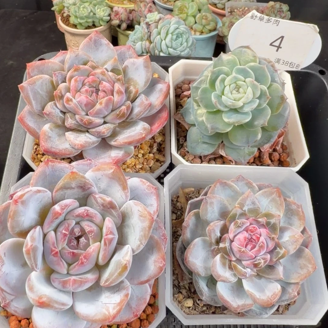 四颗一组开播福利4号