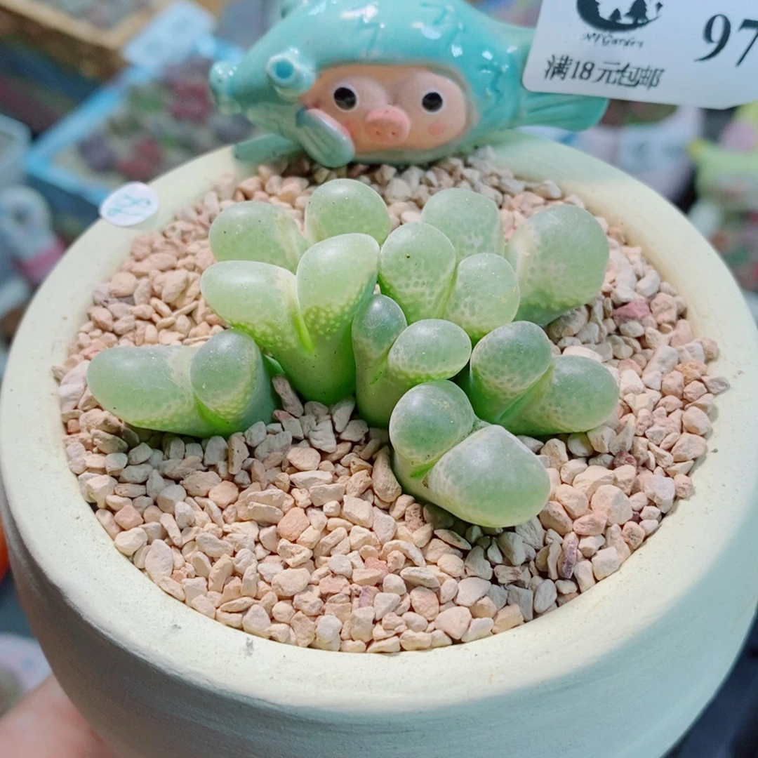 生石花花花花花花花970