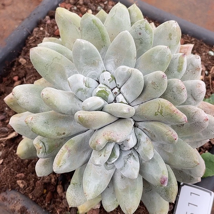 拇指多头老桩10511