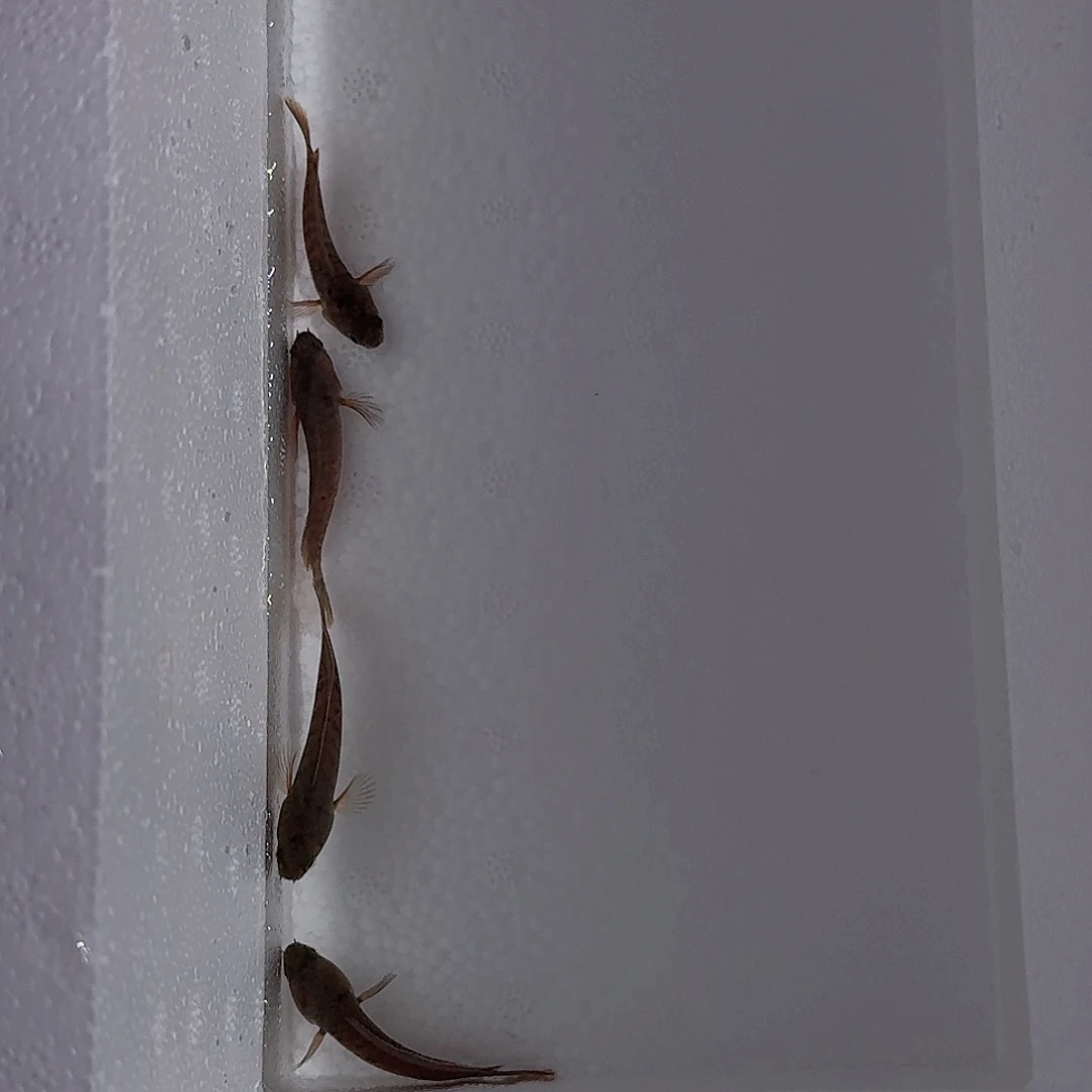 雷龙小****饭野生酒红雷龙鱼