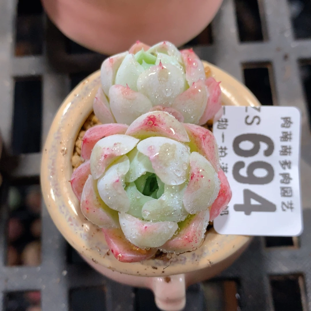 5CM拇指盆精控多肉ZS694