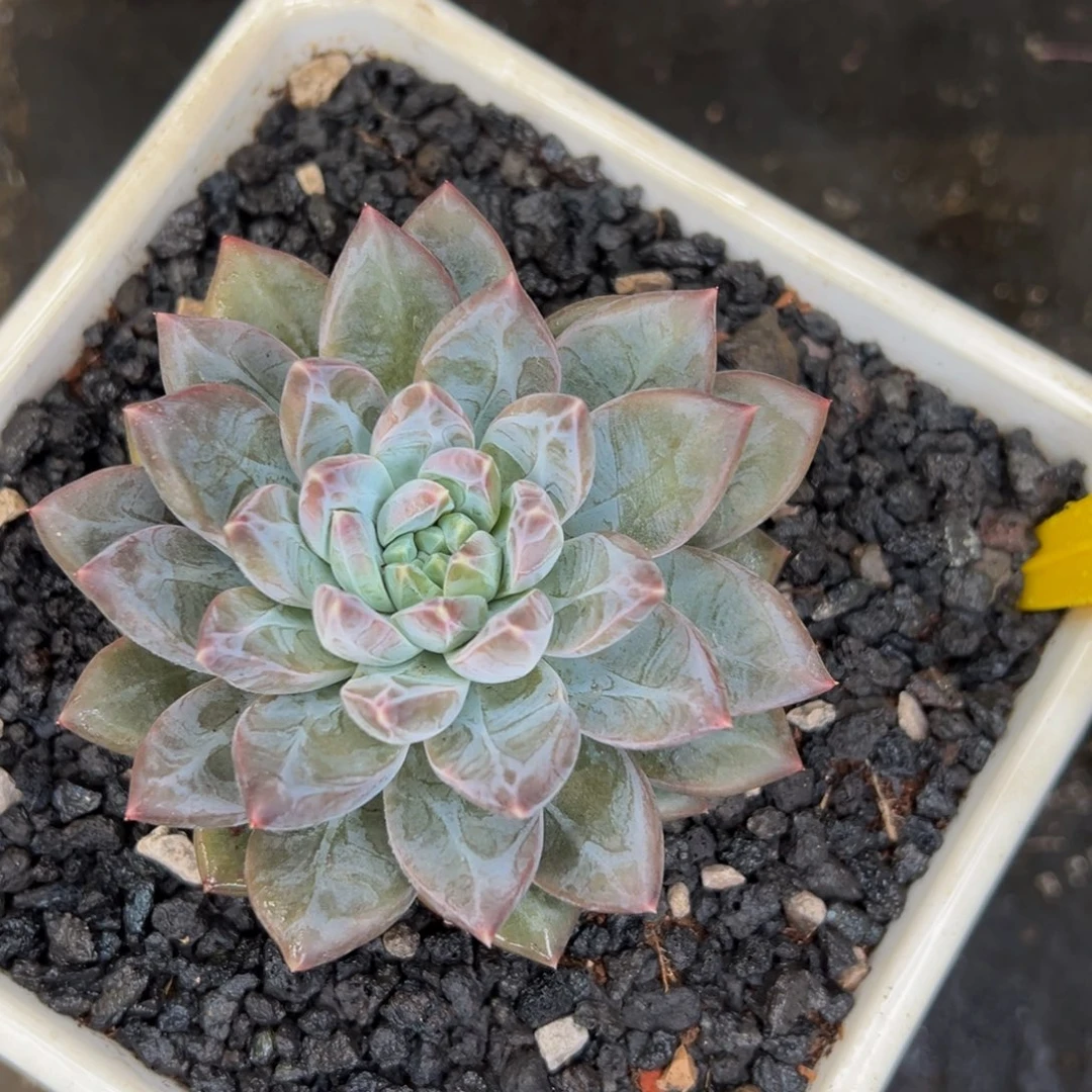 大****✿呜呜呜呜呜呜呜呜呜谢谢