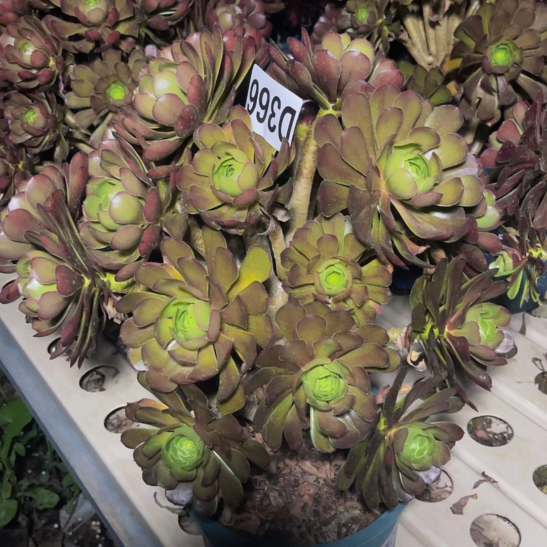 灰法师7–22包邮法师