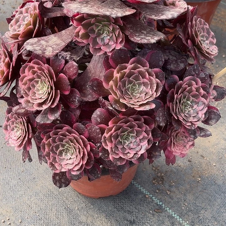 多肉植物霁月锦。