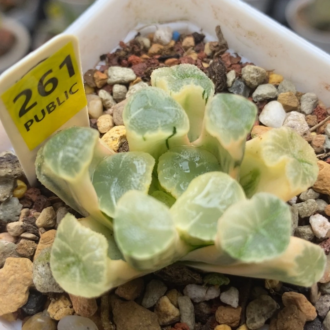 261糊斑万象锦一物一拍