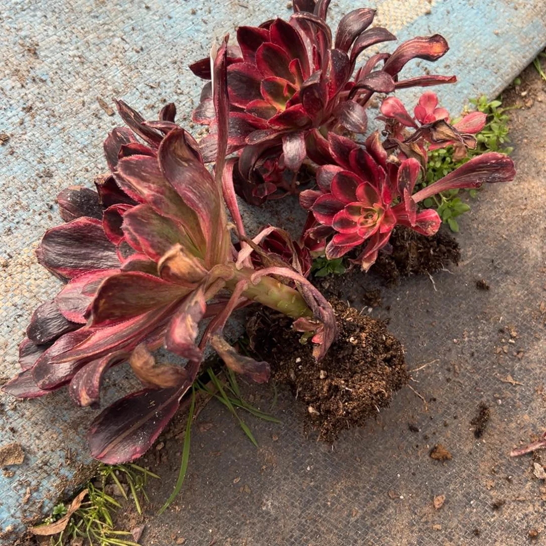 390红钻单头一颗多肉炖肉