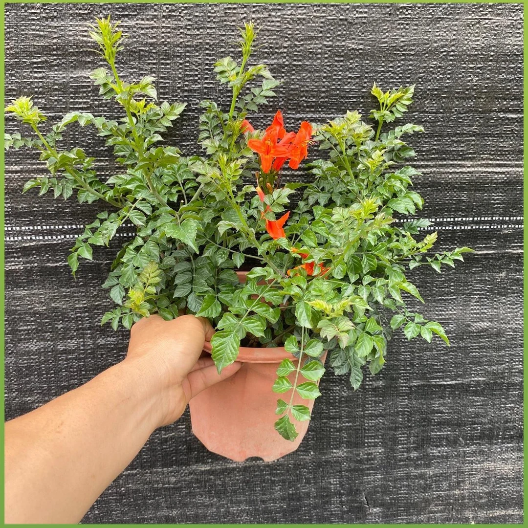 各种凌霄花苗爬藤植物耐寒耐热四季开花炮仗花阳台易活好养花植物