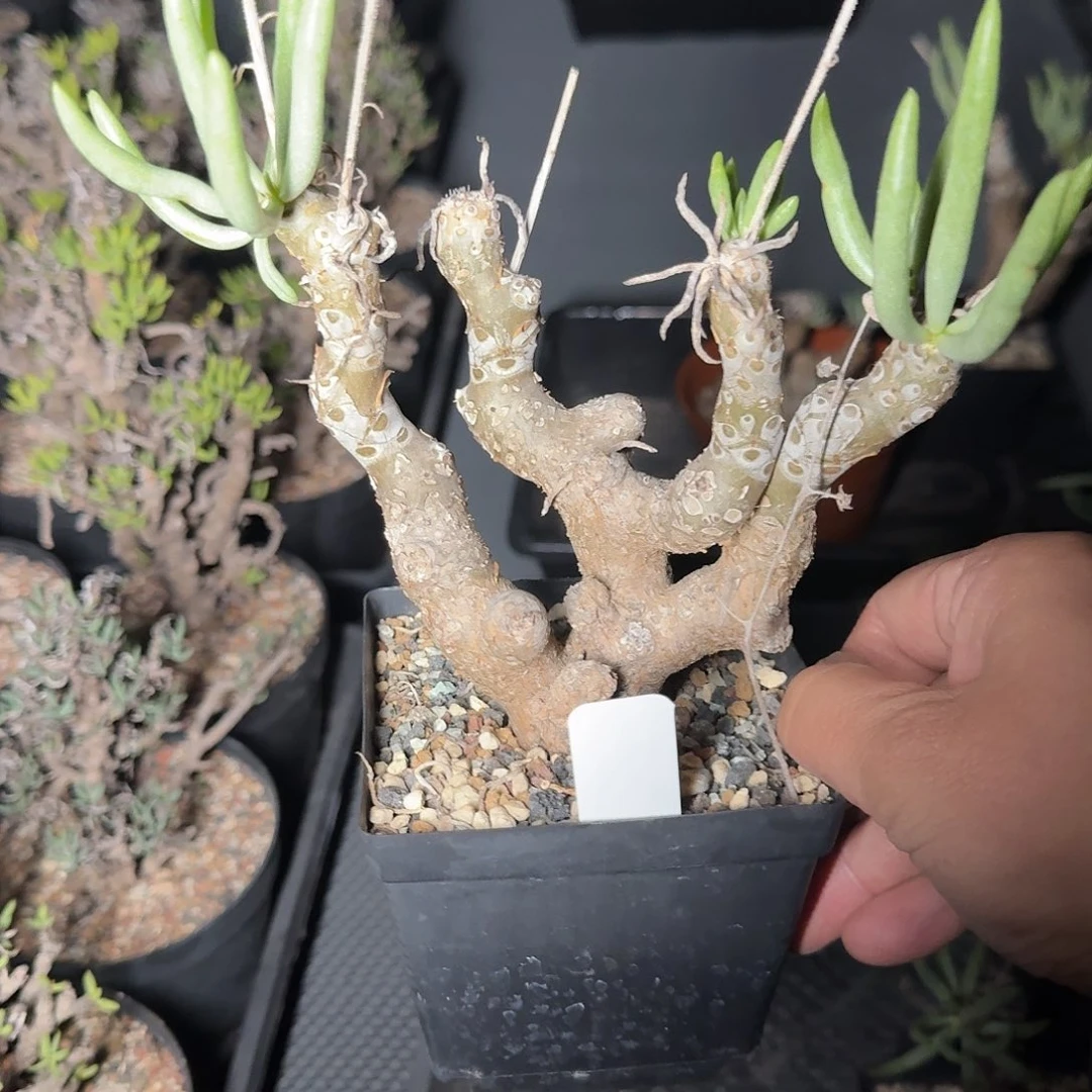 想***字驯鹿奇峰锦一个带盆