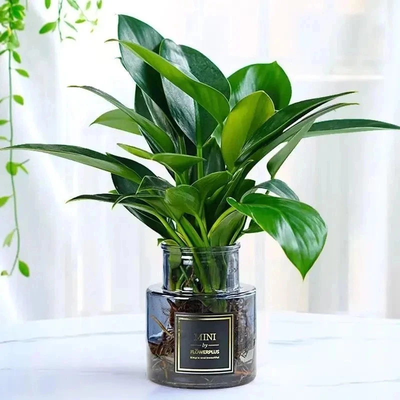金钻绿公主水培绿植室内客厅办公桌面摆放净化空气花卉盆栽苗