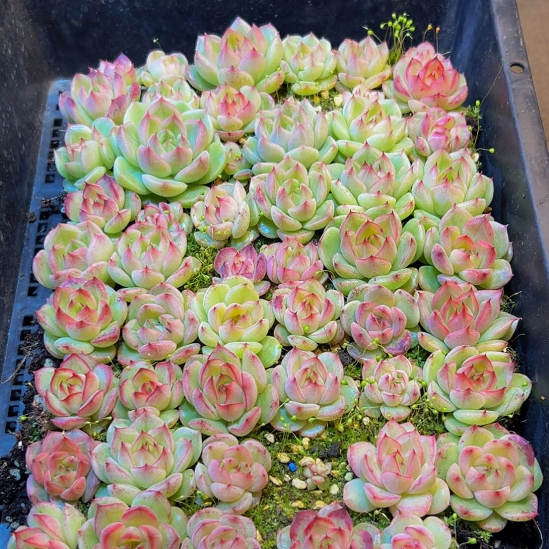 484多肉葡萄的味道真的是很不错