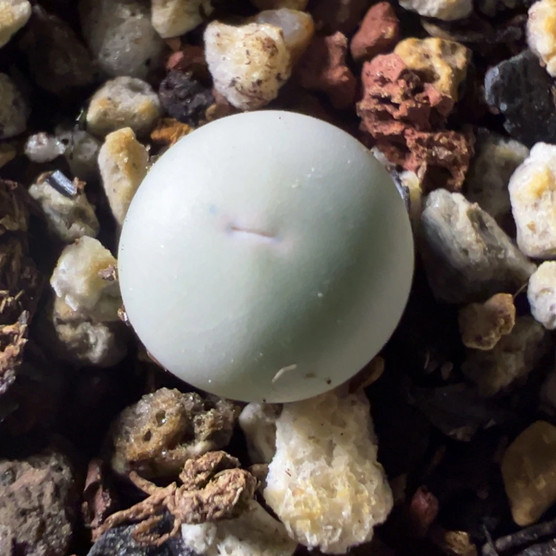 v嘴小苗一物一拍，，