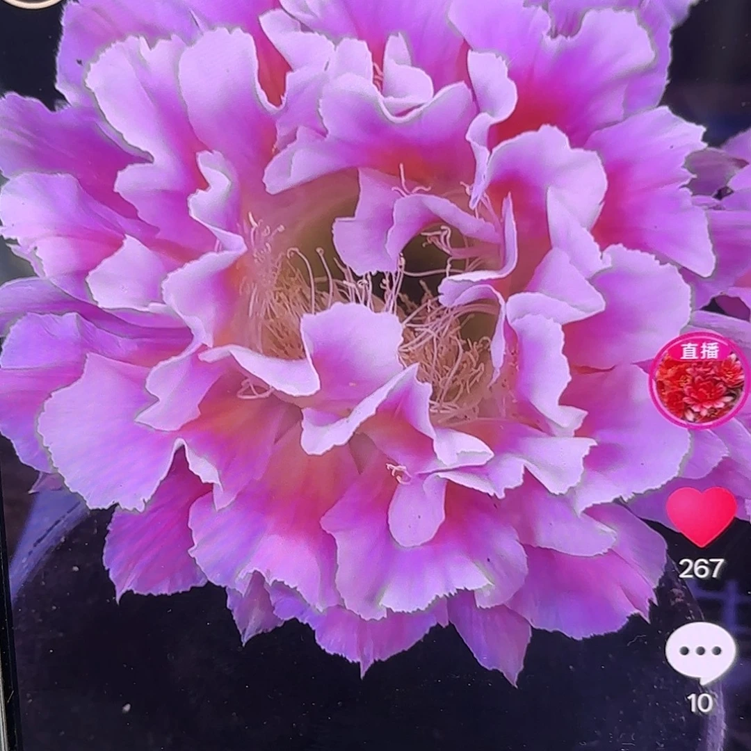 云羽彩侧牙20包邮