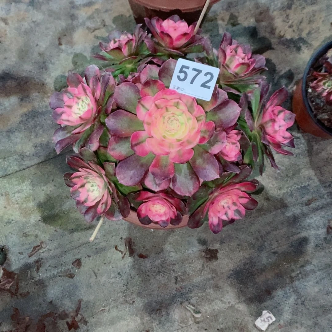 用****建荔枝572多肉20冠服